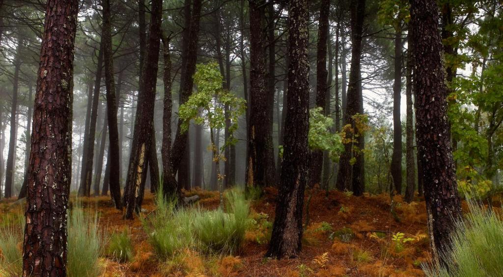 Bosque de pinos en la finca